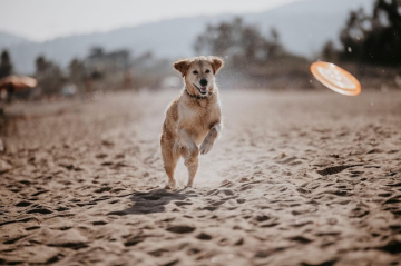 Frisbee