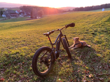 Velo und Hund